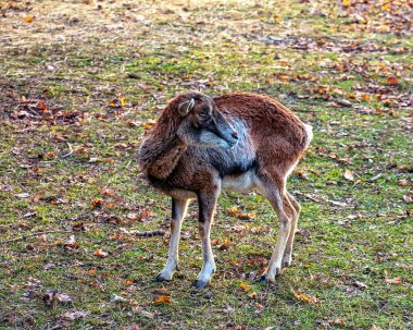 Slovakya 'nın Nitra kentindeki Tarım Üniversitesi' nin kreşinde Avrupa Mouflon Ovis orientalis.