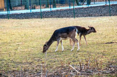 Slovakya 'nın Nitra kentindeki Tarım Üniversitesi' nin kreşinde Avrupa Mouflon Ovis orientalis.