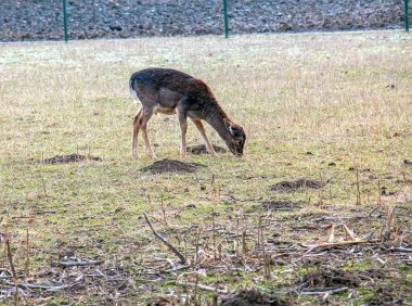 Slovakya 'nın Nitra kentindeki Tarım Üniversitesi' nin kreşinde Avrupa Mouflon Ovis orientalis.