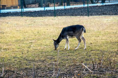 Slovakya 'nın Nitra kentindeki Tarım Üniversitesi' nin kreşinde Avrupa Mouflon Ovis orientalis.