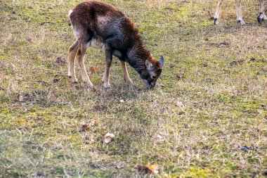 Slovakya 'nın Nitra kentindeki Tarım Üniversitesi' nin kreşinde Avrupa Mouflon Ovis orientalis.