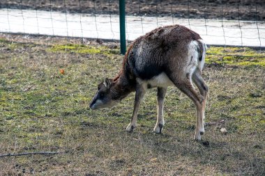 Slovakya 'nın Nitra kentindeki Tarım Üniversitesi' nin kreşinde Avrupa Mouflon Ovis orientalis.