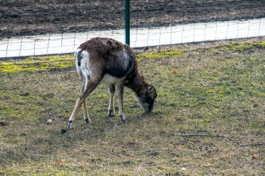 Slovakya 'nın Nitra kentindeki Tarım Üniversitesi' nin kreşinde Avrupa Mouflon Ovis orientalis.