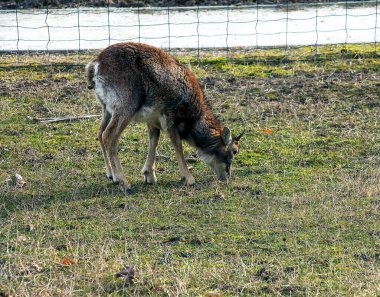 Slovakya 'nın Nitra kentindeki Tarım Üniversitesi' nin kreşinde Avrupa Mouflon Ovis orientalis.