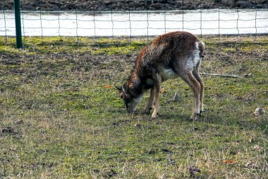 Slovakya 'nın Nitra kentindeki Tarım Üniversitesi' nin kreşinde Avrupa Mouflon Ovis orientalis.