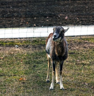 Slovakya 'nın Nitra kentindeki Tarım Üniversitesi' nin kreşinde Avrupa Mouflon Ovis orientalis.