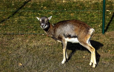 Slovakya 'nın Nitra kentindeki Tarım Üniversitesi' nin kreşinde Avrupa Mouflon Ovis orientalis.