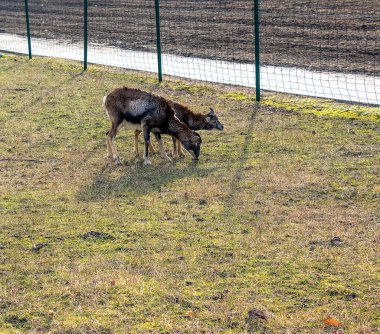 Slovakya 'nın Nitra kentindeki Tarım Üniversitesi' nin kreşinde Avrupa Mouflon Ovis orientalis.