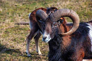 Slovakya 'nın Nitra kentindeki Tarım Üniversitesi' nin kreşinde Avrupa Mouflon Ovis orientalis.