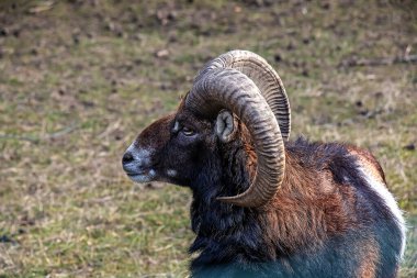 Slovakya 'nın Nitra kentindeki Tarım Üniversitesi' nin kreşinde Avrupa Mouflon Ovis orientalis.