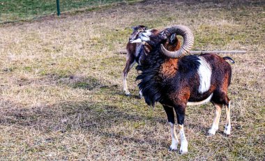 Slovakya 'nın Nitra kentindeki Tarım Üniversitesi' nin kreşinde Avrupa Mouflon Ovis orientalis.