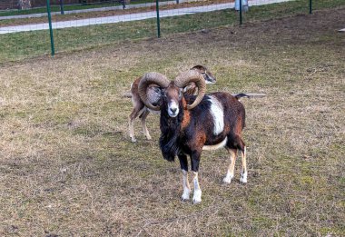 Slovakya 'nın Nitra kentindeki Tarım Üniversitesi' nin kreşinde Avrupa Mouflon Ovis orientalis.