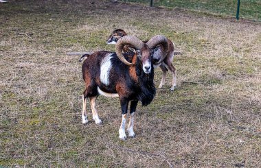 Slovakya 'nın Nitra kentindeki Tarım Üniversitesi' nin kreşinde Avrupa Mouflon Ovis orientalis.