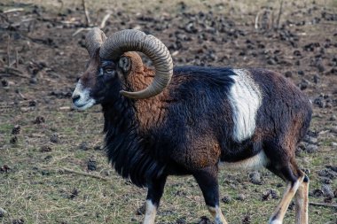 Slovakya 'nın Nitra kentindeki Tarım Üniversitesi' nin kreşinde Avrupa Mouflon Ovis orientalis.