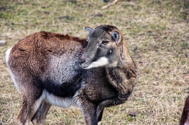 Slovakya 'nın Nitra kentindeki Tarım Üniversitesi' nin kreşinde Avrupa Mouflon Ovis orientalis.