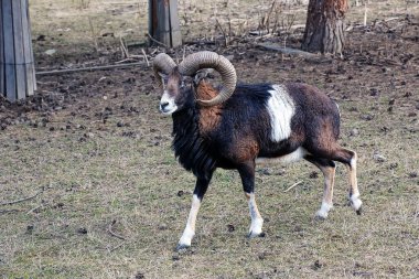 Slovakya 'nın Nitra kentindeki Tarım Üniversitesi' nin kreşinde Avrupa Mouflon Ovis orientalis.