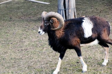 Slovakya 'nın Nitra kentindeki Tarım Üniversitesi' nin kreşinde Avrupa Mouflon Ovis orientalis.