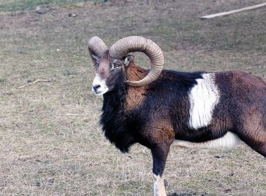 Slovakya 'nın Nitra kentindeki Tarım Üniversitesi' nin kreşinde Avrupa Mouflon Ovis orientalis.