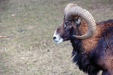 Slovakya 'nın Nitra kentindeki Tarım Üniversitesi' nin kreşinde Avrupa Mouflon Ovis orientalis.