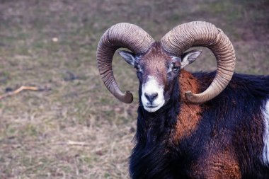 Slovakya 'nın Nitra kentindeki Tarım Üniversitesi' nin kreşinde Avrupa Mouflon Ovis orientalis.