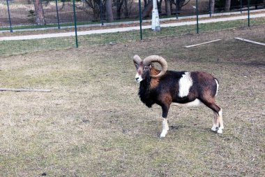 Slovakya 'nın Nitra kentindeki Tarım Üniversitesi' nin kreşinde Avrupa Mouflon Ovis orientalis.