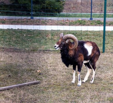 Slovakya 'nın Nitra kentindeki Tarım Üniversitesi' nin kreşinde Avrupa Mouflon Ovis orientalis.