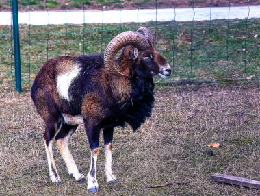 Slovakya 'nın Nitra kentindeki Tarım Üniversitesi' nin kreşinde Avrupa Mouflon Ovis orientalis.