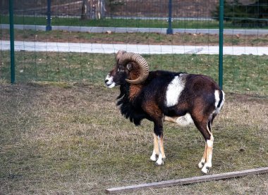 Slovakya 'nın Nitra kentindeki Tarım Üniversitesi' nin kreşinde Avrupa Mouflon Ovis orientalis.