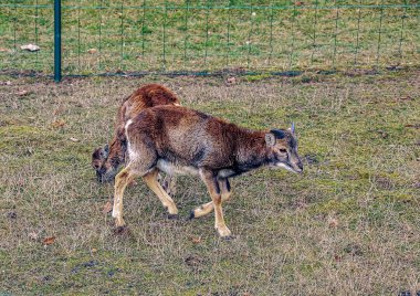 Slovakya 'nın Nitra kentindeki Tarım Üniversitesi' nin kreşinde Avrupa Mouflon Ovis orientalis.