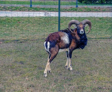 Slovakya 'nın Nitra kentindeki Tarım Üniversitesi' nin kreşinde Avrupa Mouflon Ovis orientalis.