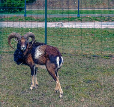 Slovakya 'nın Nitra kentindeki Tarım Üniversitesi' nin kreşinde Avrupa Mouflon Ovis orientalis.
