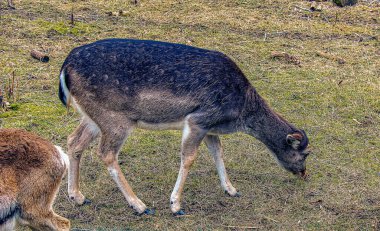 Slovakya 'nın Nitra kentindeki Tarım Üniversitesi' nin kreşinde Avrupa Mouflon Ovis orientalis.