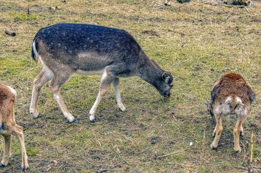 Slovakya 'nın Nitra kentindeki Tarım Üniversitesi' nin kreşinde Avrupa Mouflon Ovis orientalis.