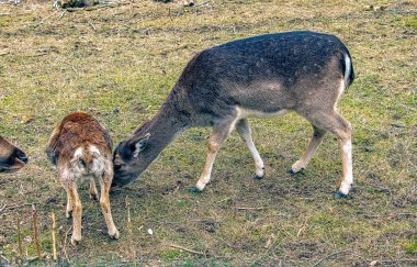 Slovakya 'nın Nitra kentindeki Tarım Üniversitesi' nin kreşinde Avrupa Mouflon Ovis orientalis.