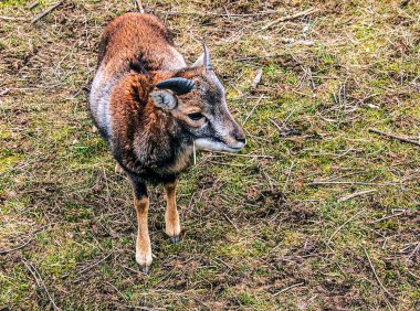 Slovakya 'nın Nitra kentindeki Tarım Üniversitesi' nin kreşinde Avrupa Mouflon Ovis orientalis.