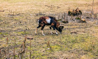 Slovakya 'nın Nitra kentindeki Tarım Üniversitesi' nin kreşinde Avrupa Mouflon Ovis orientalis.