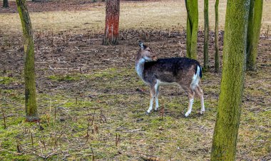 Slovakya 'nın Nitra kentindeki Tarım Üniversitesi' nin kreşinde Avrupa Mouflon Ovis orientalis.