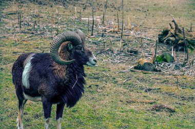 Slovakya 'nın Nitra kentindeki Tarım Üniversitesi' nin kreşinde Avrupa Mouflon Ovis orientalis.