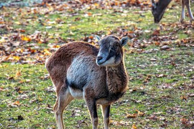 Slovakya 'nın Nitra kentindeki Tarım Üniversitesi' nin kreşinde Avrupa Mouflon Ovis orientalis.