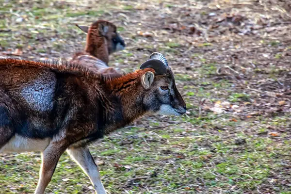 Slovakya 'nın Nitra kentindeki Tarım Üniversitesi' nin kreşinde Avrupa Mouflon Ovis orientalis.