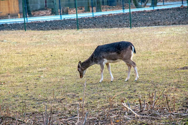 Slovakya 'nın Nitra kentindeki Tarım Üniversitesi' nin kreşinde Avrupa Mouflon Ovis orientalis.