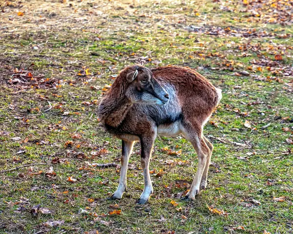 Slovakya 'nın Nitra kentindeki Tarım Üniversitesi' nin kreşinde Avrupa Mouflon Ovis orientalis.