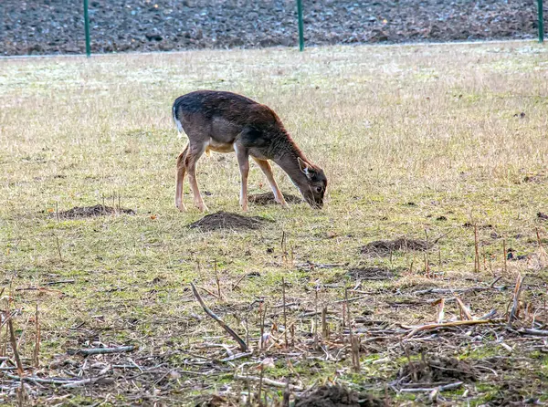Slovakya 'nın Nitra kentindeki Tarım Üniversitesi' nin kreşinde Avrupa Mouflon Ovis orientalis.