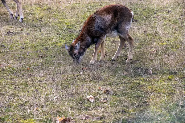 Slovakya 'nın Nitra kentindeki Tarım Üniversitesi' nin kreşinde Avrupa Mouflon Ovis orientalis.