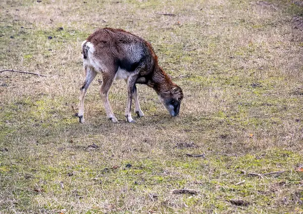Slovakya 'nın Nitra kentindeki Tarım Üniversitesi' nin kreşinde Avrupa Mouflon Ovis orientalis.