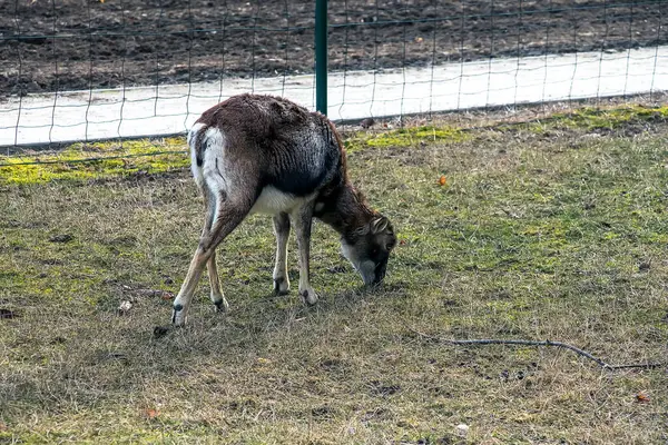 Slovakya 'nın Nitra kentindeki Tarım Üniversitesi' nin kreşinde Avrupa Mouflon Ovis orientalis.