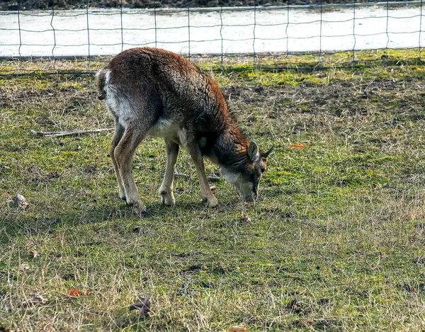 Slovakya 'nın Nitra kentindeki Tarım Üniversitesi' nin kreşinde Avrupa Mouflon Ovis orientalis.