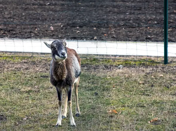 Slovakya 'nın Nitra kentindeki Tarım Üniversitesi' nin kreşinde Avrupa Mouflon Ovis orientalis.