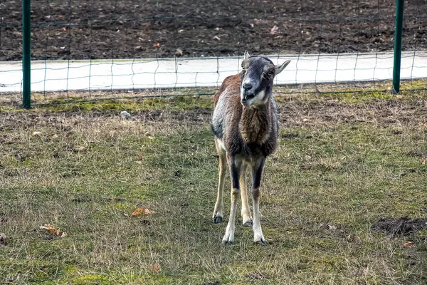 Slovakya 'nın Nitra kentindeki Tarım Üniversitesi' nin kreşinde Avrupa Mouflon Ovis orientalis.