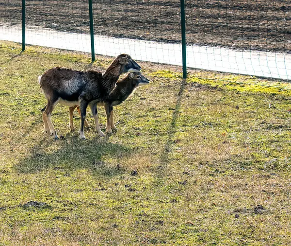 Slovakya 'nın Nitra kentindeki Tarım Üniversitesi' nin kreşinde Avrupa Mouflon Ovis orientalis.